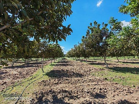 ÇAYIRHİSAR MH. EMSALSİZ KONUMDA YATIRIMLIK ARAZİ & CEVİZLİK